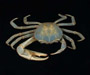 Cardisoma guanhumi (blue land crab), Charleston, SC
